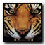 File:Emblem-tiger.jpg